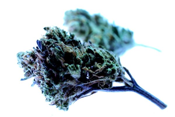 What Does Unusable and Unrecognizable Mean When Discarding Cannabis Waste