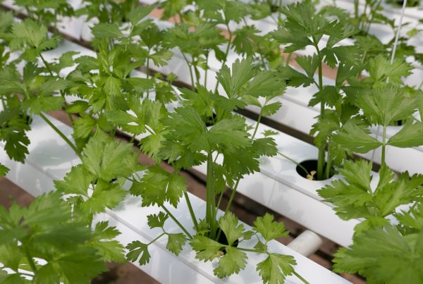 are hydroponic nutrients safe?